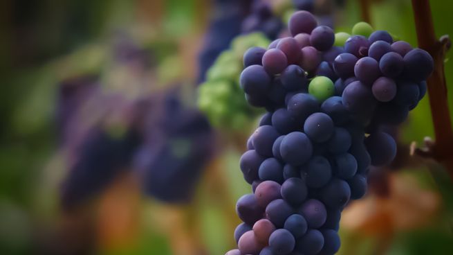 El Gobierno distribuyó cupos para exportar jugo de uva a EEUU.
