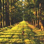 Turismo rural en auge: un rincón de Buenos Aires se volvió tendencia por su cocina local. Turismo rural en auge: un rincón de Buenos Aires se volvió tendencia por su cocina local.