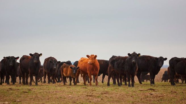 El Gobierno rechazó el impuesto a los gases de las vacas.