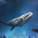 Una grabación de 1949 registró el canto de una ballena jorobada cerca de Bermudas y hoy es considerada la más antigua conocida. Una grabación de 1949 registró el canto de una ballena jorobada cerca de Bermudas y hoy es considerada la más antigua conocida.