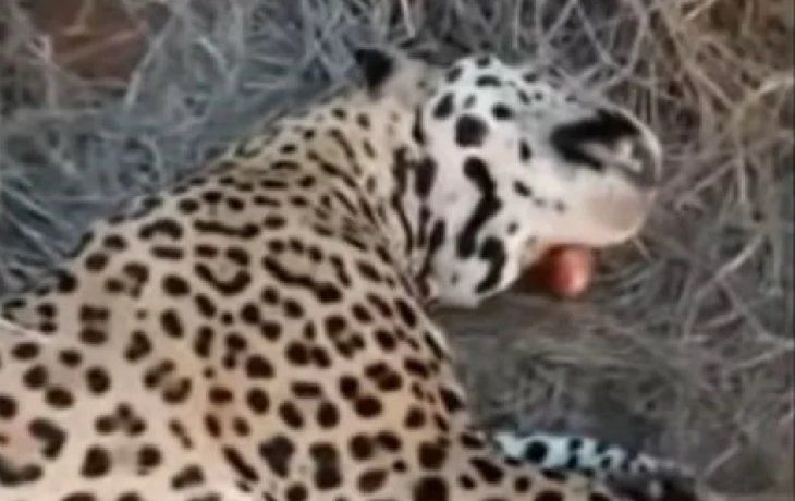 Yaguareté muerto en Formosa.&nbsp;