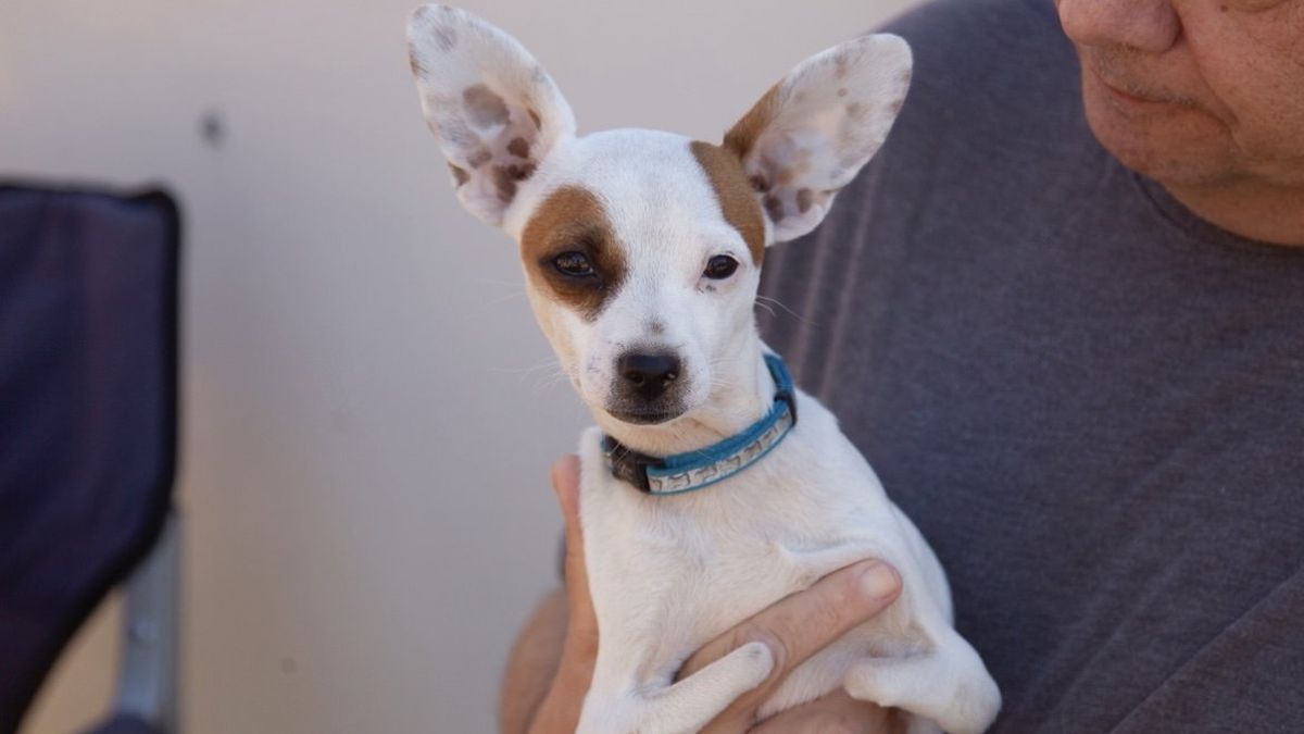 His best friend saved his life: the viral story of a Chihuahua who detected a heart attack of its owner