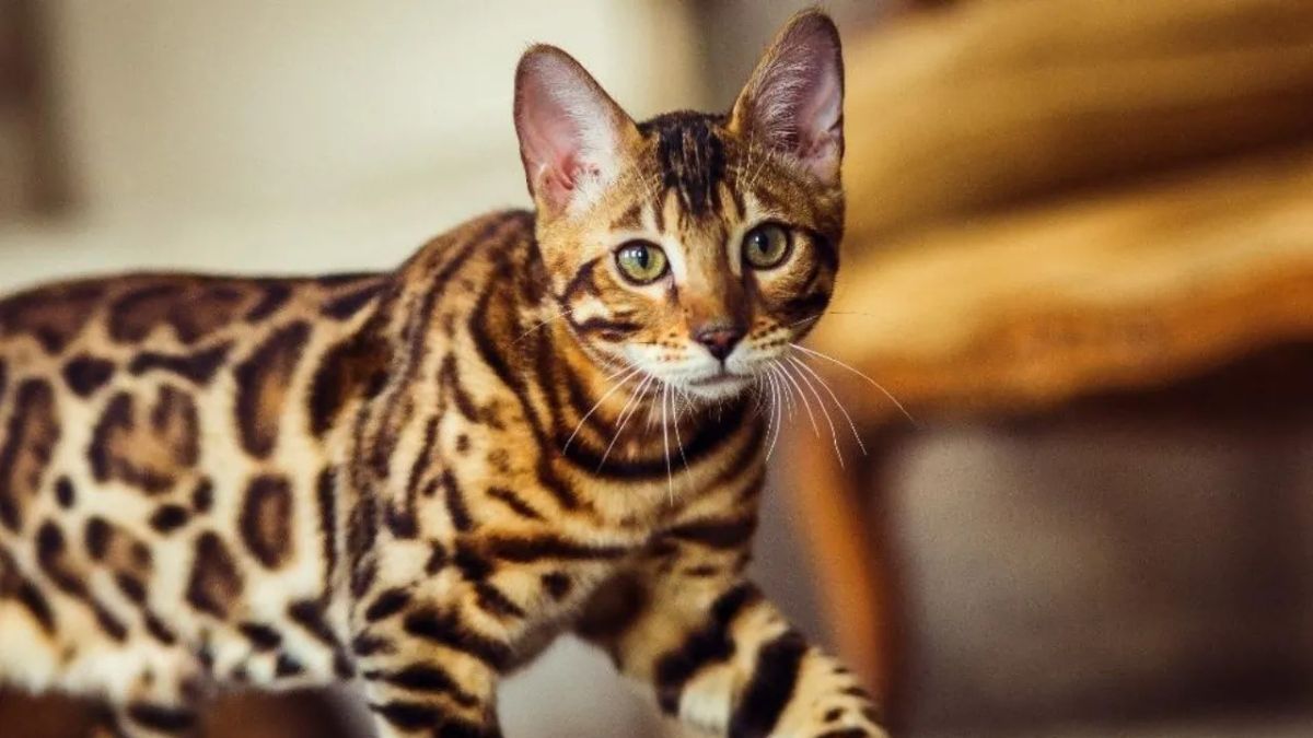 This means that your cat runs throughout the house for no apparent reason