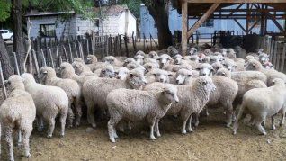 El SENASA confirmó la detección de scrapie clásico en reproductores ovinos importados desde Paraguay en 2021 y 2022. El SENASA confirmó la detección de scrapie clásico en reproductores ovinos importados desde Paraguay en 2021 y 2022.