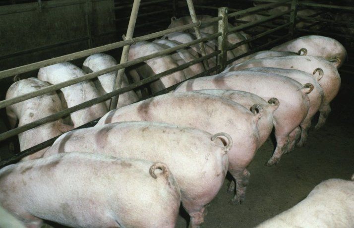 Este hombre logró superar la crisis que afectó al mercado de carne porcina.