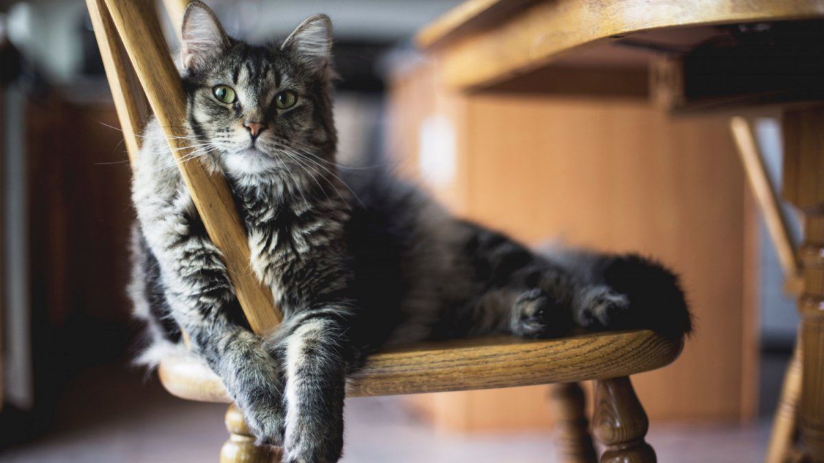 Does your cat destroy the doors of your house? This could be the reason