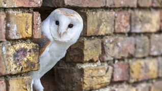 Las lechuzas ayudan a controlar poblaciones de roedores y otros pequeños animales. Las lechuzas ayudan a controlar poblaciones de roedores y otros pequeños animales.