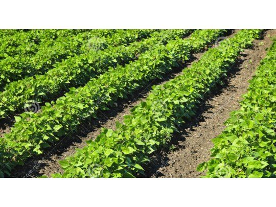La soja finalizó casi estable a u$s 350,63