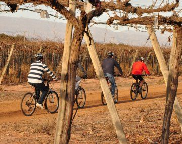 Paseos en bicicleta entre viñedos, otra de las opciones que ofrece el negocio del enoturismo. Paseos en bicicleta entre viñedos, otra de las opciones que ofrece el negocio del enoturismo.