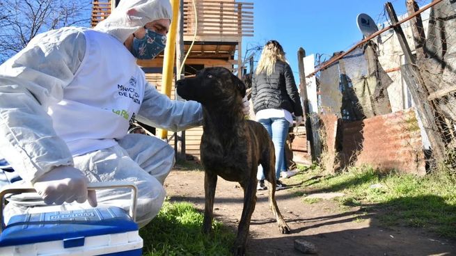 Animales en La Plata.jpg