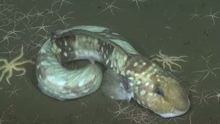 Especies nuevas y contaminación: los increíbles hallazgos de una nueva expedición en el fondo del Mar argentino. Especies nuevas y contaminación: los increíbles hallazgos de una nueva expedición en el fondo del Mar argentino.