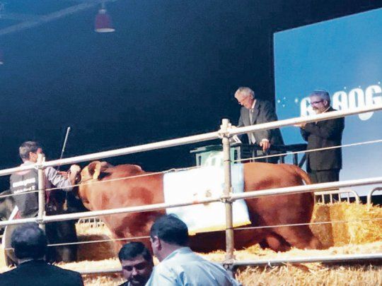 Subastas. También los precios despiertan interés. Ayer una vaca Brangus arañó los $2 millones, adquirida por una firma paraguaya.