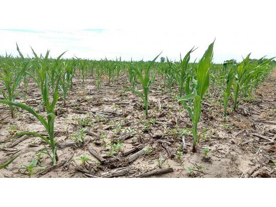 Provincia convoca a la Comisión de Emergencia Agropecuaria por la sequía