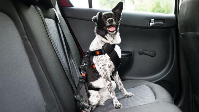La manera en la que se deben transportar las mascotas en el auto.