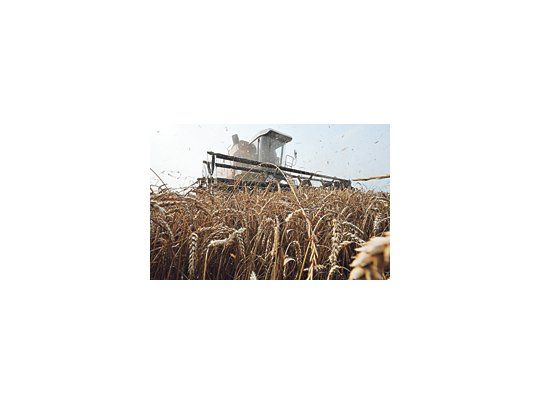 A comienzos de agosto, los precios internacionales del trigo subieron a sus niveles más altos desde abril de 2008 por temores a un déficit global impulsado por la escasa producción rusa.