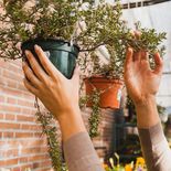Cómo decorar tu balcón con plantas Cómo decorar tu balcón con plantas