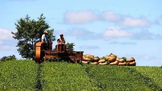 Misiones: se oficializó el kilo de té a $20
