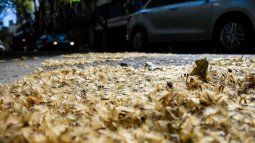 Like every early spring, the banana trees in the City begin to shed their fluff. Like every early spring, the banana trees in the City begin to shed their fluff.