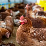 SENASA suspendió temporalmente la exportaciones tras un brote gripe aviar. SENASA suspendió temporalmente la exportaciones tras un brote gripe aviar.