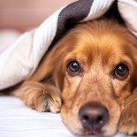 Lo que revela la psicología de dormir con tu mascota en la cama. Lo que revela la psicología de dormir con tu mascota en la cama.