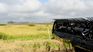 The El Niño phenomenon will negatively impact the yields of the rice harvest. The El Niño phenomenon will negatively impact the yields of the rice harvest.