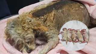 Cereza, la perrita embarazada que sobrevive de milagro a la explosión de gas en el Puente de la Concordia: sus cachorros nacen de manera prematura
