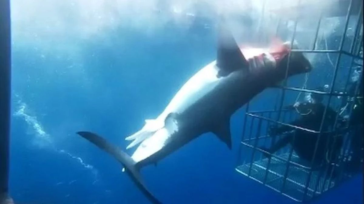 Alta exposición facultativo apasionado Tiburón blanco murió desangrado al quedar atrapado en una jaula para  turistas