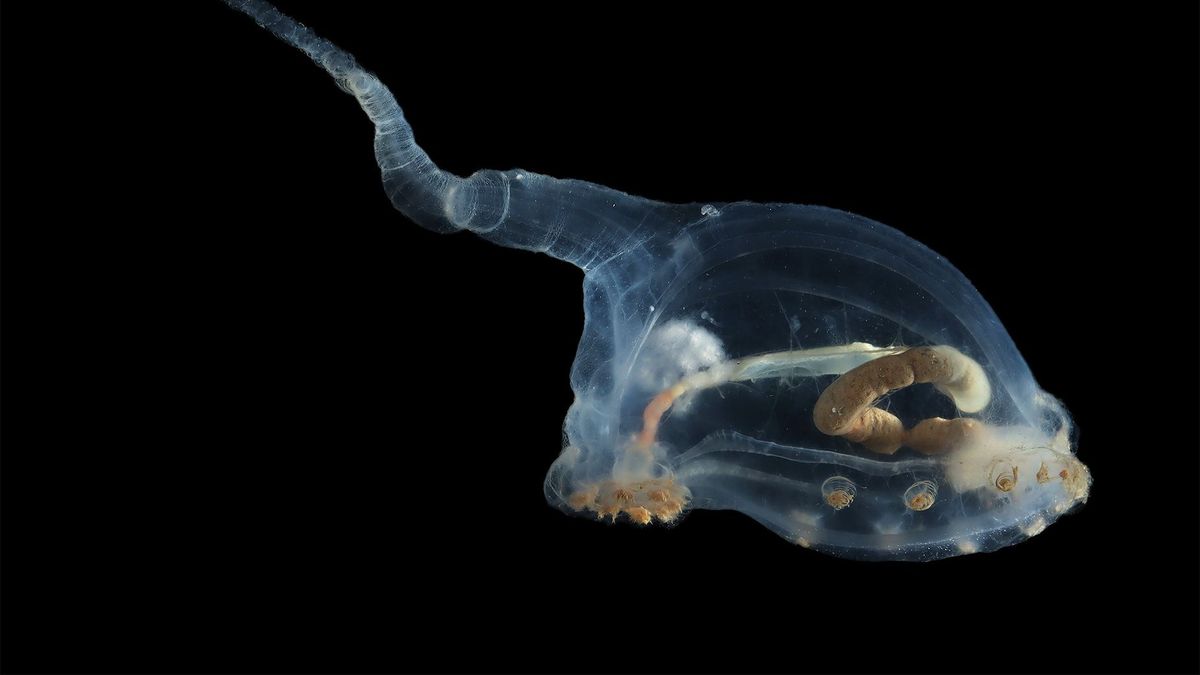 A group of scientists discovered a hidden and surprising ecosystem in the depths of the ocean