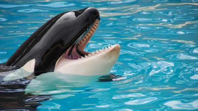 Un impresionante video circuló por redes provocando estupor en los usarios al ver cómo una orca atacaba a su entrenadora.