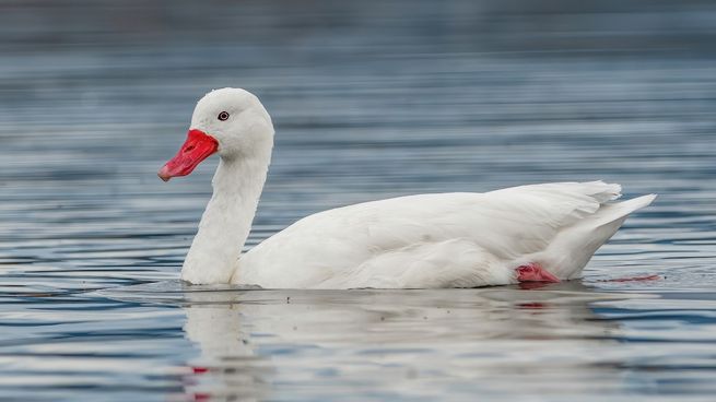Alerta por gripe aviar: el MGAP activó el protocolo de emergencia ante la detección de un caso.