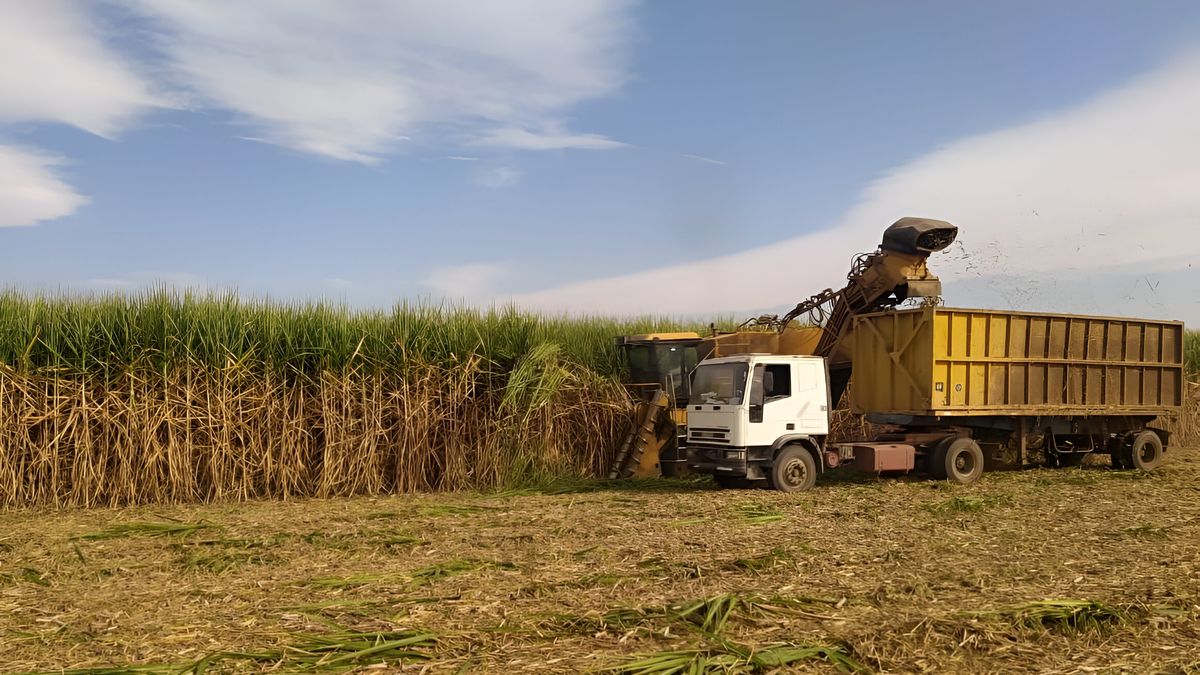 Alert in the north due to the appearance of sugar imported from Brazil in supermarkets in CABA