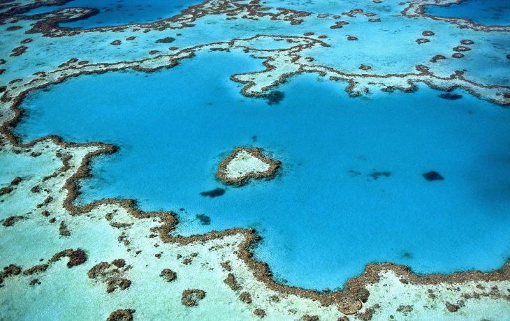 alerta por un alga asesina que amenaza con destruir los arrecifes de coral en el caribe