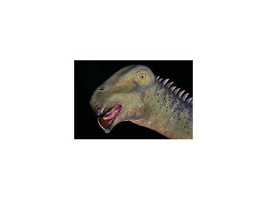 Nigersaurus Taqueti.