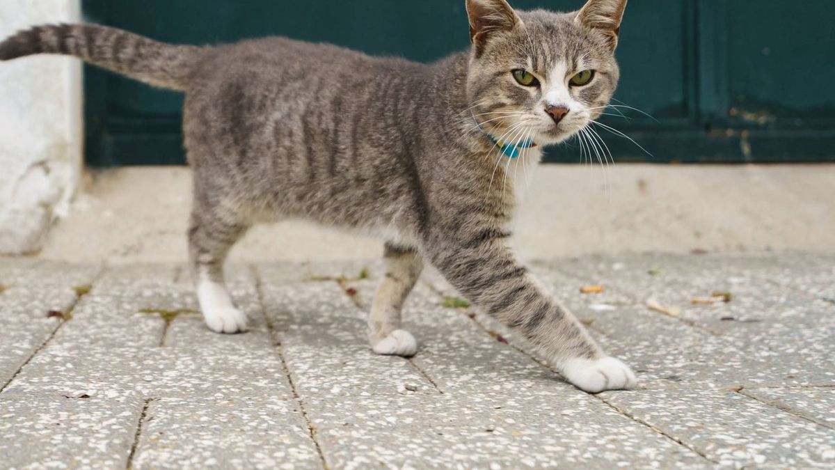The most important in the country: the viral journey of the kitten of the president of Indonesia that surprised everyone
