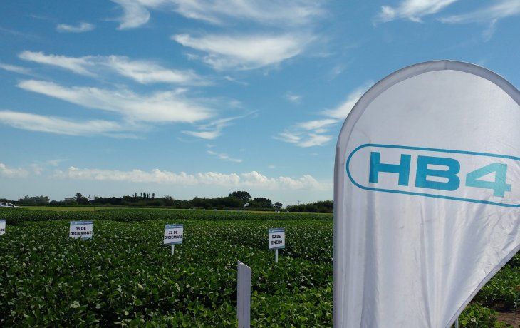 La tecnología HB4, tolerante a la sequiía, es uno de los desarrollos más relevantes de Bioceres. La tecnología HB4, tolerante a la sequiía, es uno de los desarrollos más relevantes de Bioceres.