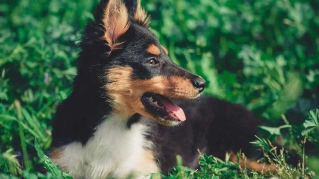 Tené cuidado con estas plantas altamente tóxicas en perros.
