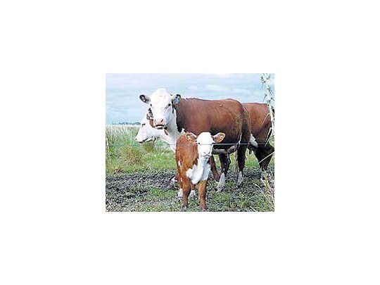 Expertosaseguranque losproductoresganaderosno cubrenlos costoscon elprecio delos animales.