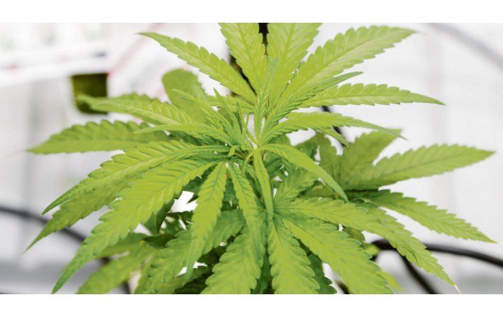 ámbito.com | Atractivo. Pese a algunos traspiés, las acciones del cannabis subieron.