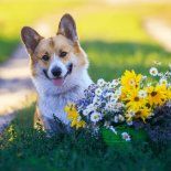 Las cinco razas de perros que no son recomendables para todos los hogares. Las cinco razas de perros que no son recomendables para todos los hogares.