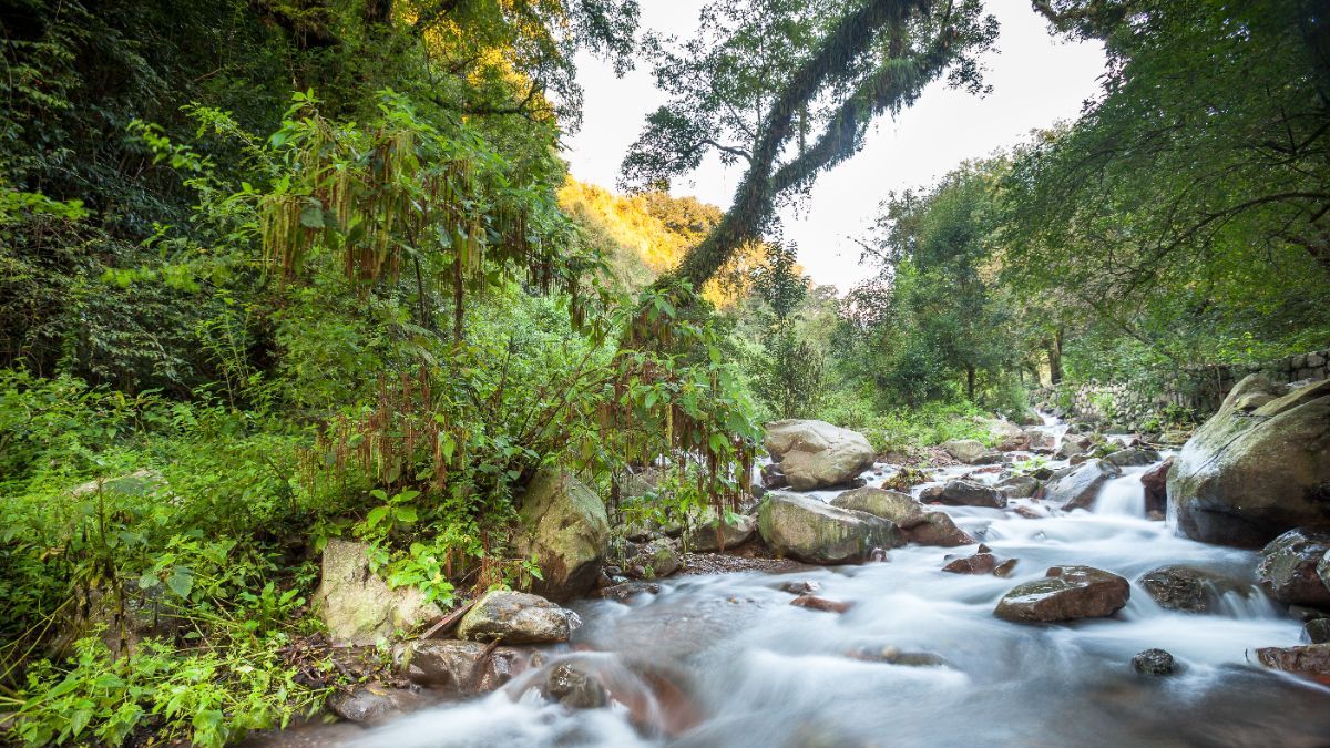 Frightening! Artificial Intelligence revealed what jungles will look like in the near future