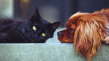 La vacunación antirrábica en los caninos y felinos es fundamental.
