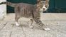 El gato presidencial de Indonesia viajó escoltado en un cochecito, protagonizando un momento viral que desató reacciones en todo el mundo.