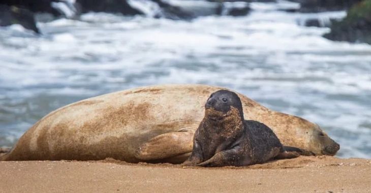 Nació Alfredito, el nuevo elefante marino de Mar del Plata. Nació Alfredito, el nuevo elefante marino de Mar del Plata.