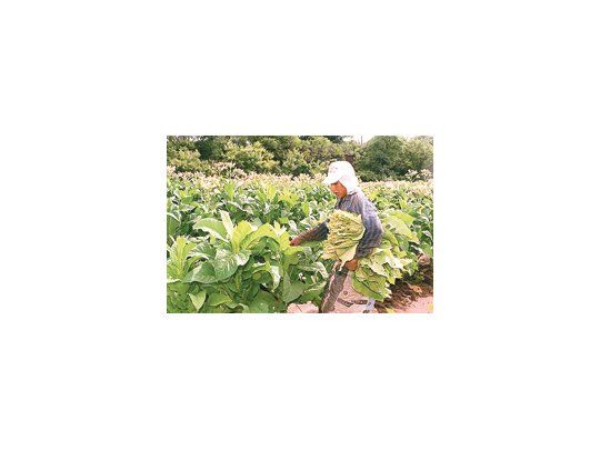 La Asociación Internacional de Cultivadores del Tabaco prevé una pérdida de millones de empleos a causa de la propuesta de la Organización Mundial de la Salud para desincentivar la producción.