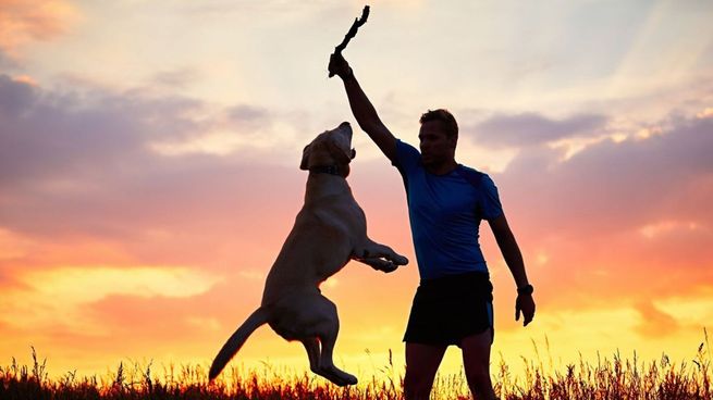 Estas son las razas de perros que más años viven.