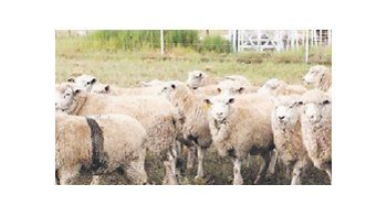 La raza La Comarqueña conjuga genética de Merino, Ile de France y Texel. Su fuerte es la producción de carne.