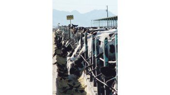 Los empresarios aseguran que no se están llenando los corrales porque la plata que se necesita para comprar la invernada es la que adeuda la ONCCA.