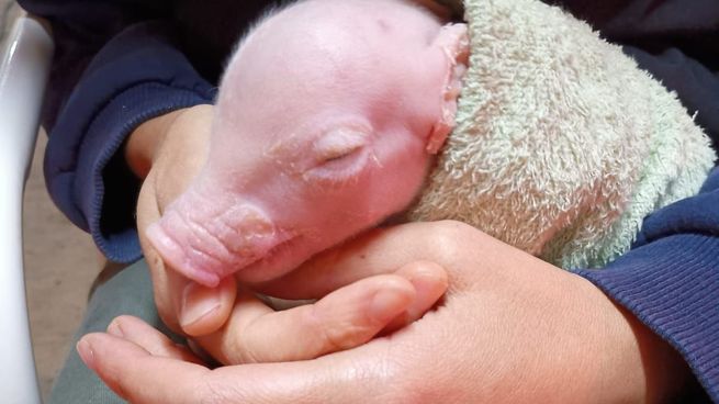 El animal nació en abril y fue gestado a partir de un clon porcino con tres modificaciones genéticas.