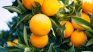 Frequent citrus consumption provides freshness in the diet and acts as a shield in front of seasonal viruses and discomforts. Frequent citrus consumption provides freshness in the diet and acts as a shield in front of seasonal viruses and discomforts.