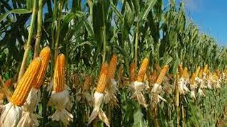 El agro proyecta una mayor área de maíz y un repunte del girasol para la próxima zafra. El agro proyecta una mayor área de maíz y un repunte del girasol para la próxima zafra.